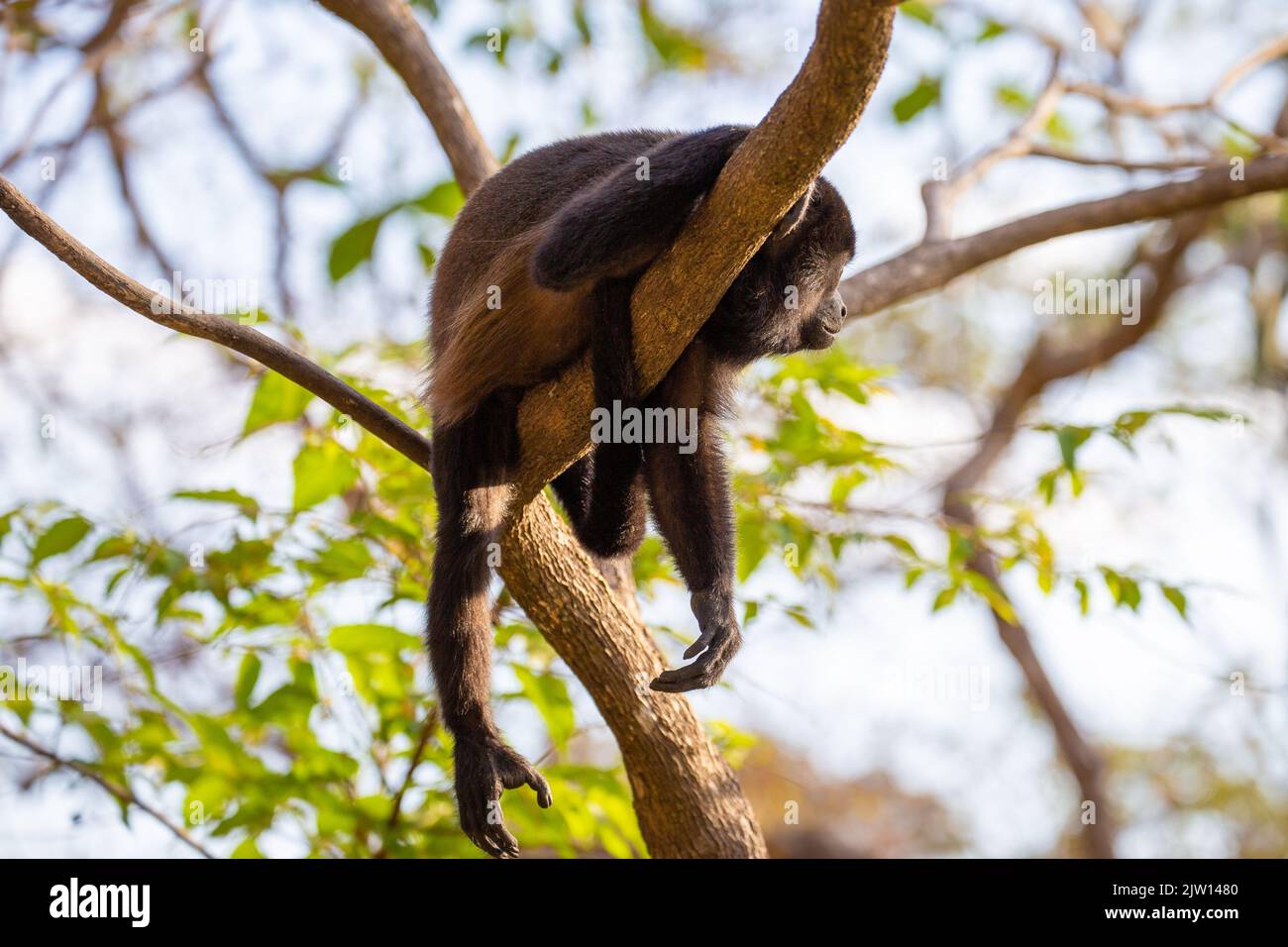Monkey sunset hi-res stock photography and images - Alamy