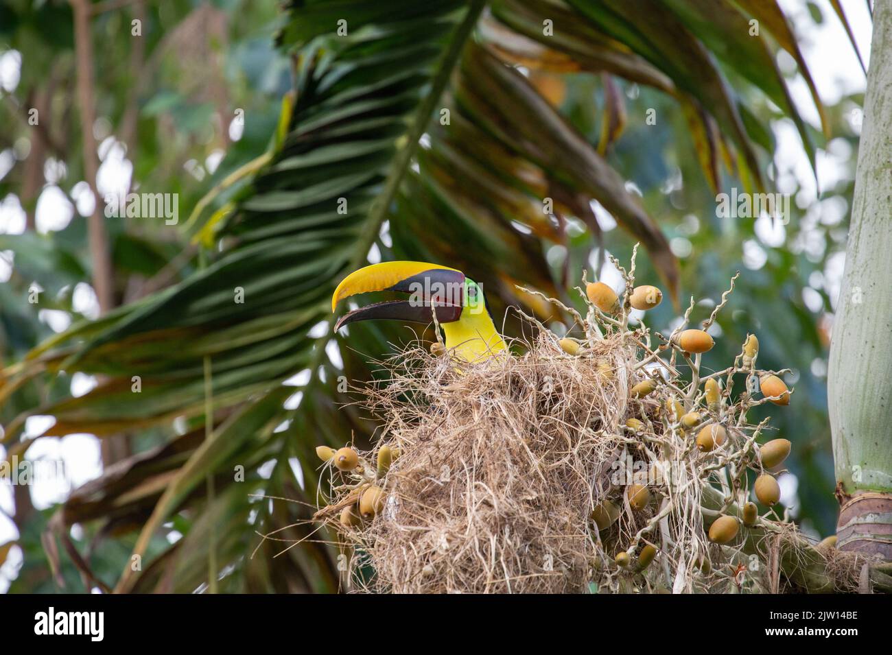 On the Osa Peninsula in Costa Rica. A beautiful variegated Swainson's