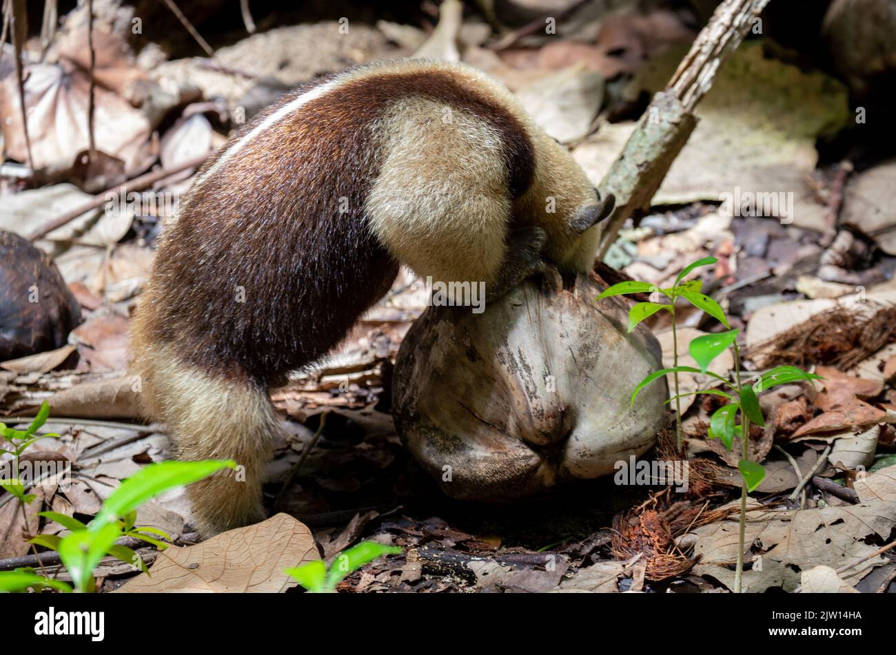 Beautiful anteater searches for food in a coconut in Cahuita National Park on the Caribbean coast in Costa Rica. Stock Photo