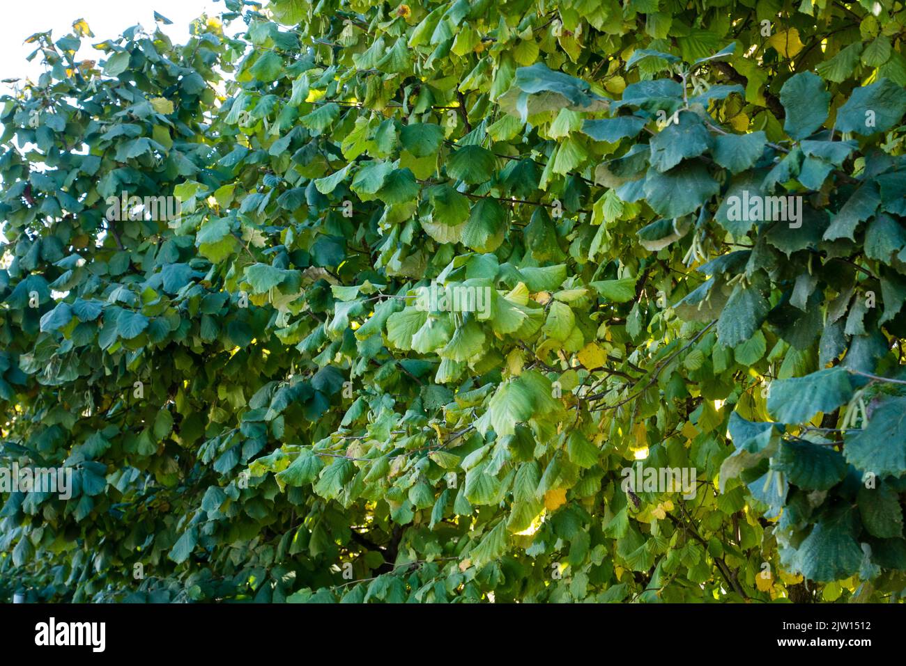 Green Hazelnut Leaves, background photo Stock Photo