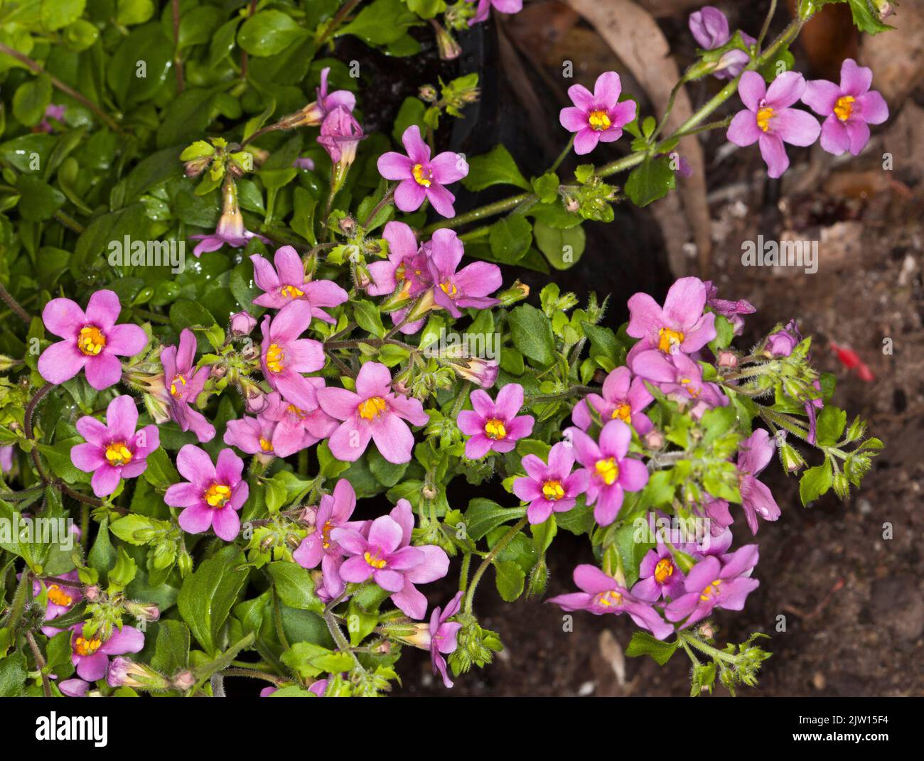 Cluster of small vivid pink flowers & bright green leaves of Bacopa topia syn. Sutera cordata, perennial ground cover / rockery plant  in container Stock Photo