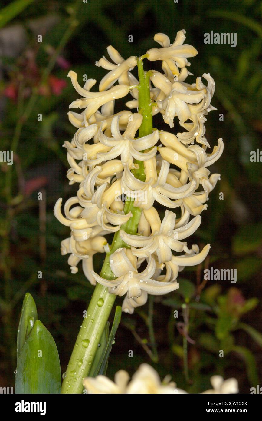 Pale yellow perfumed flowers of Hyacinth orientalis 'Yellowstone
