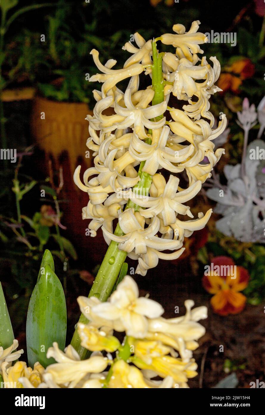 Pale yellow perfumed flowers of Hyacinth orientalis 'Yellowstone