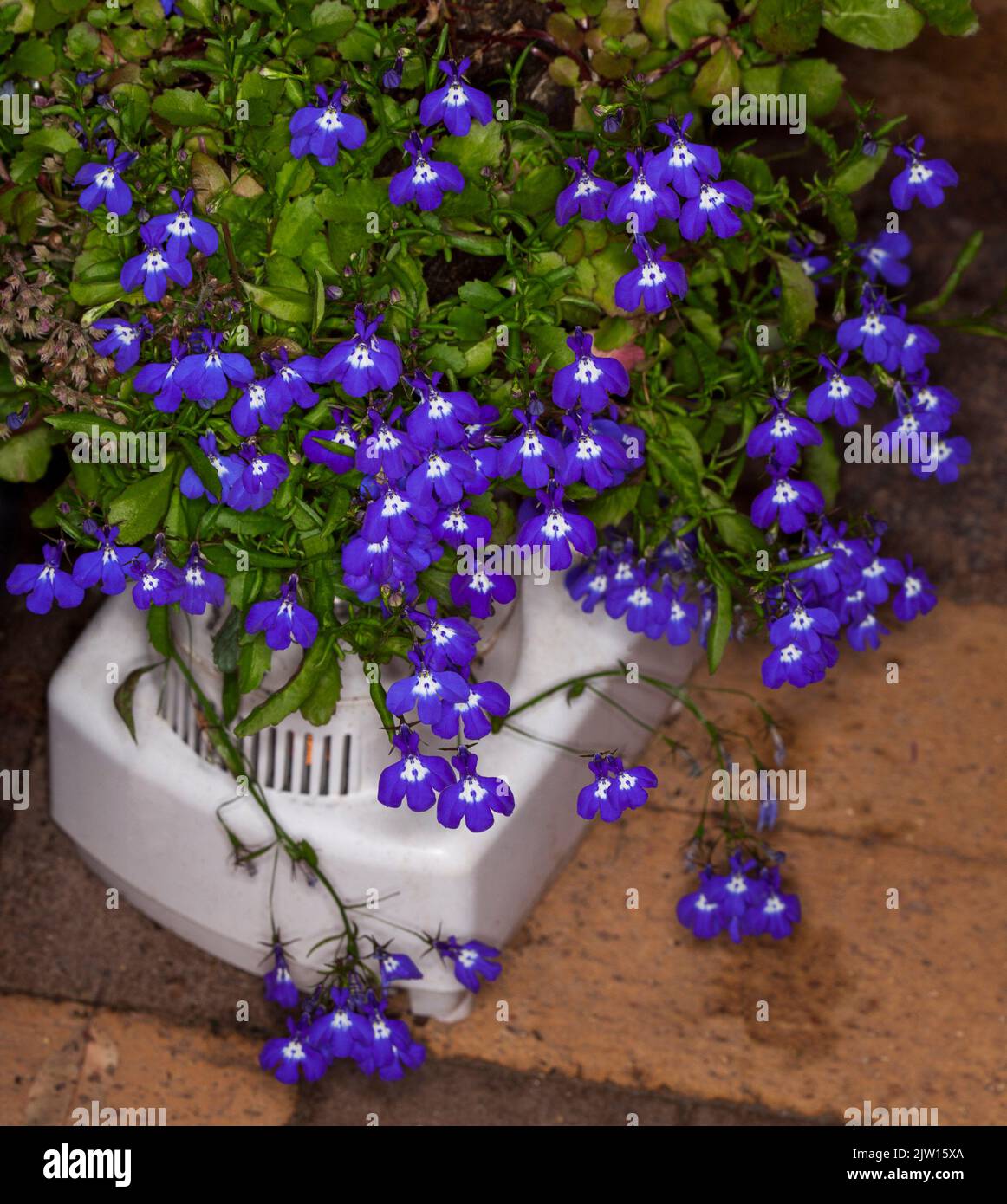 Mass of vivid blue flowers of annual Lobelia growing in and spilling over sides of unusual container, a recycled juice blender, in Australia Stock Photo