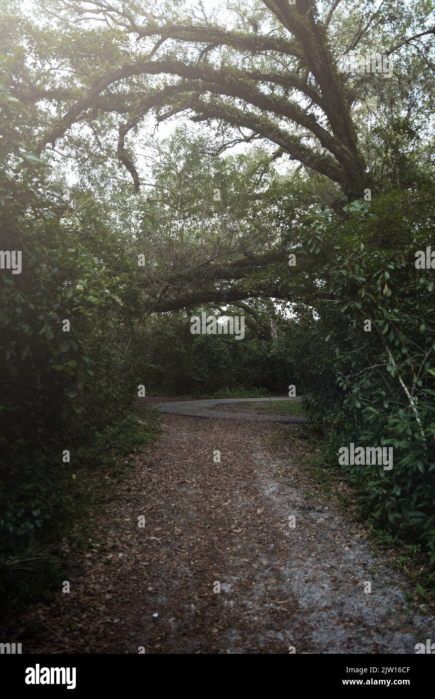 Vertical shot of narrow pathway in nature park with beautiful evening ...