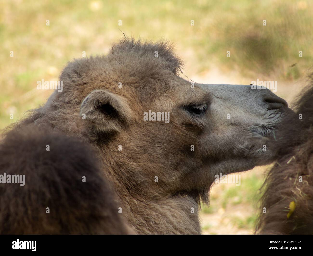 camel in the zoo in germany Stock Photo