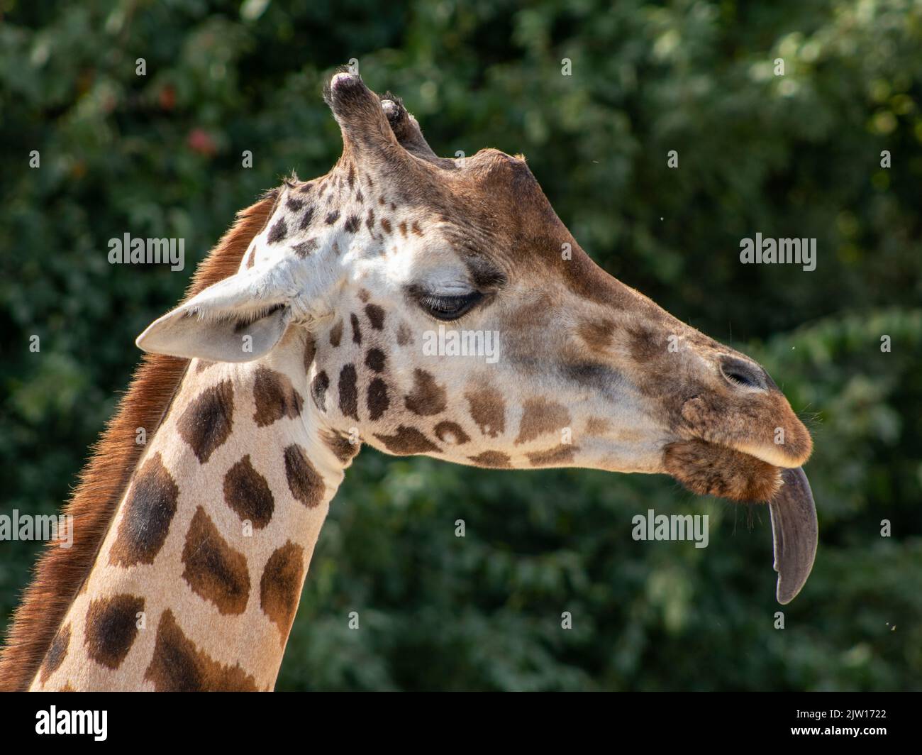 giraffe in the zoo in gelsenkirchen closeup Stock Photo