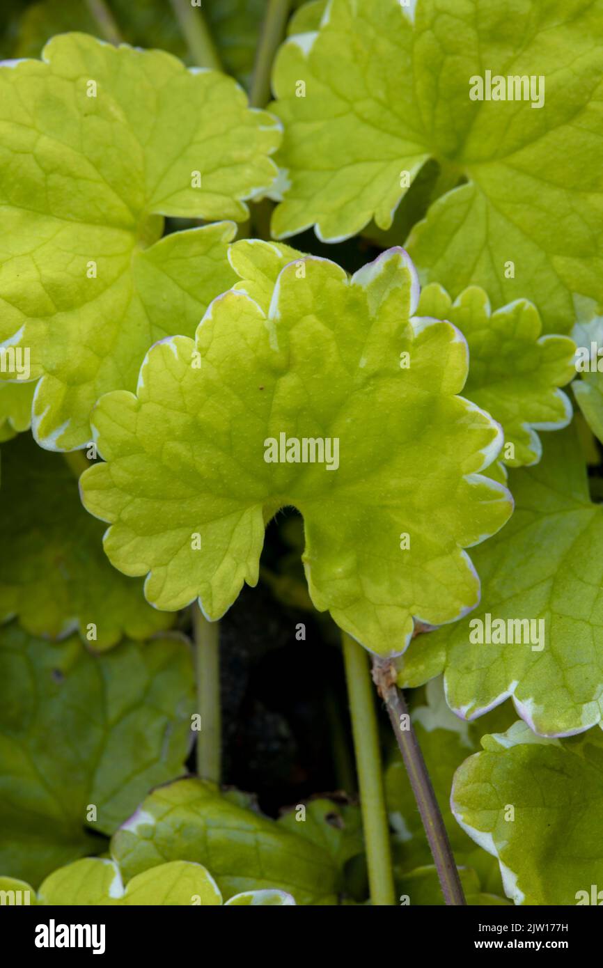 Close up plant portrait of Glechoma hederacea ‘Variegata’, Nepeta hederacea ‘Variegata’, natural patterns and textures Stock Photo