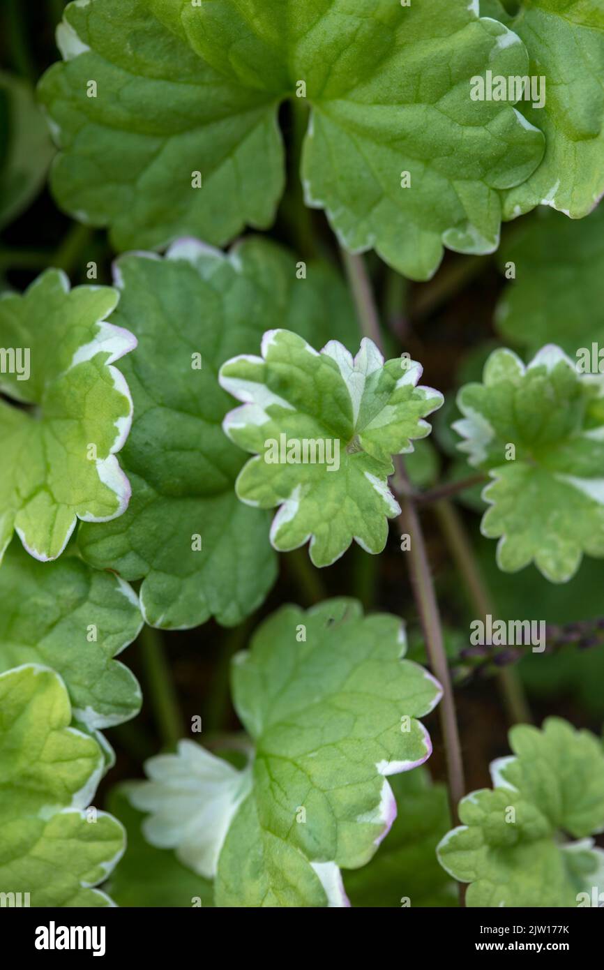 Close up plant portrait of Glechoma hederacea ‘Variegata’, Nepeta hederacea ‘Variegata’, natural patterns and textures Stock Photo