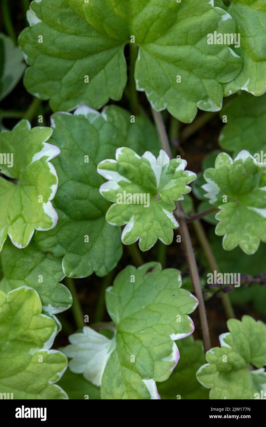 Close up plant portrait of Glechoma hederacea ‘Variegata’, Nepeta hederacea ‘Variegata’, natural patterns and textures Stock Photo