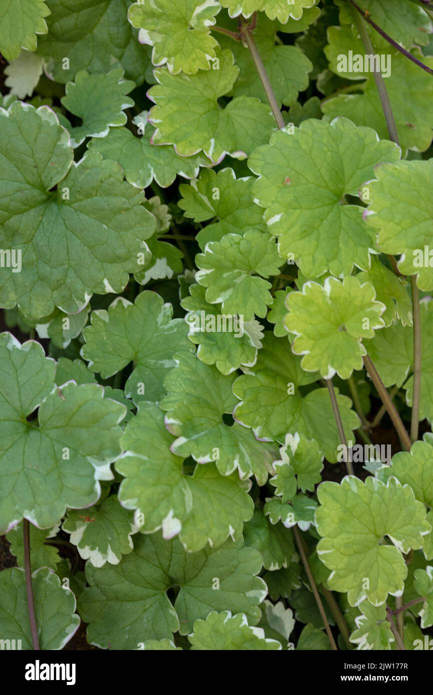 Close up plant portrait of Glechoma hederacea ‘Variegata’, Nepeta hederacea ‘Variegata’, natural patterns and textures Stock Photo