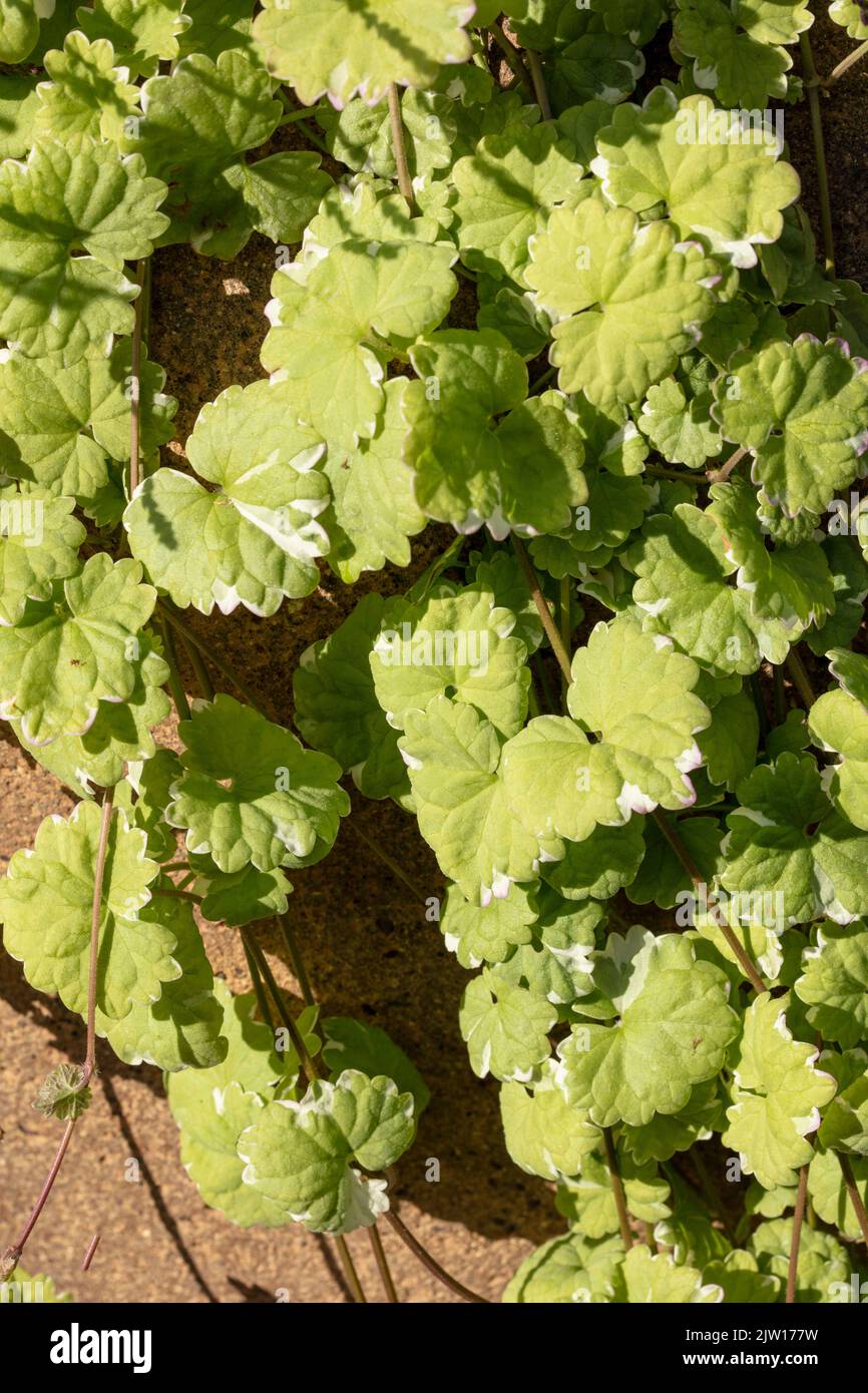 Close up plant portrait of Glechoma hederacea ‘Variegata’, Nepeta hederacea ‘Variegata’, natural patterns and textures Stock Photo