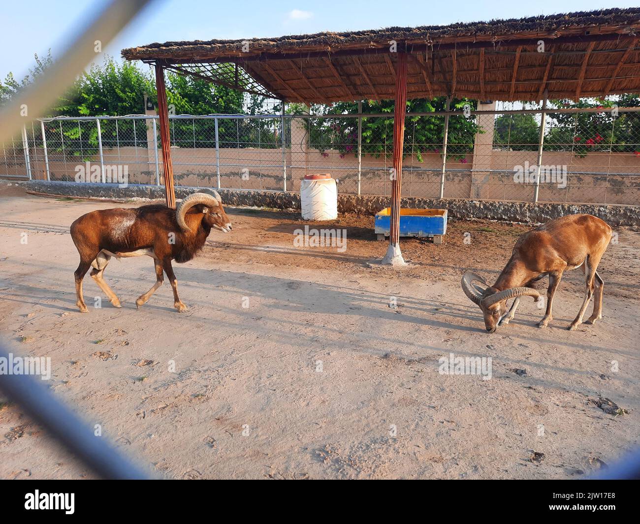 Very strong Mammal animals in zoo Stock Photo Alamy