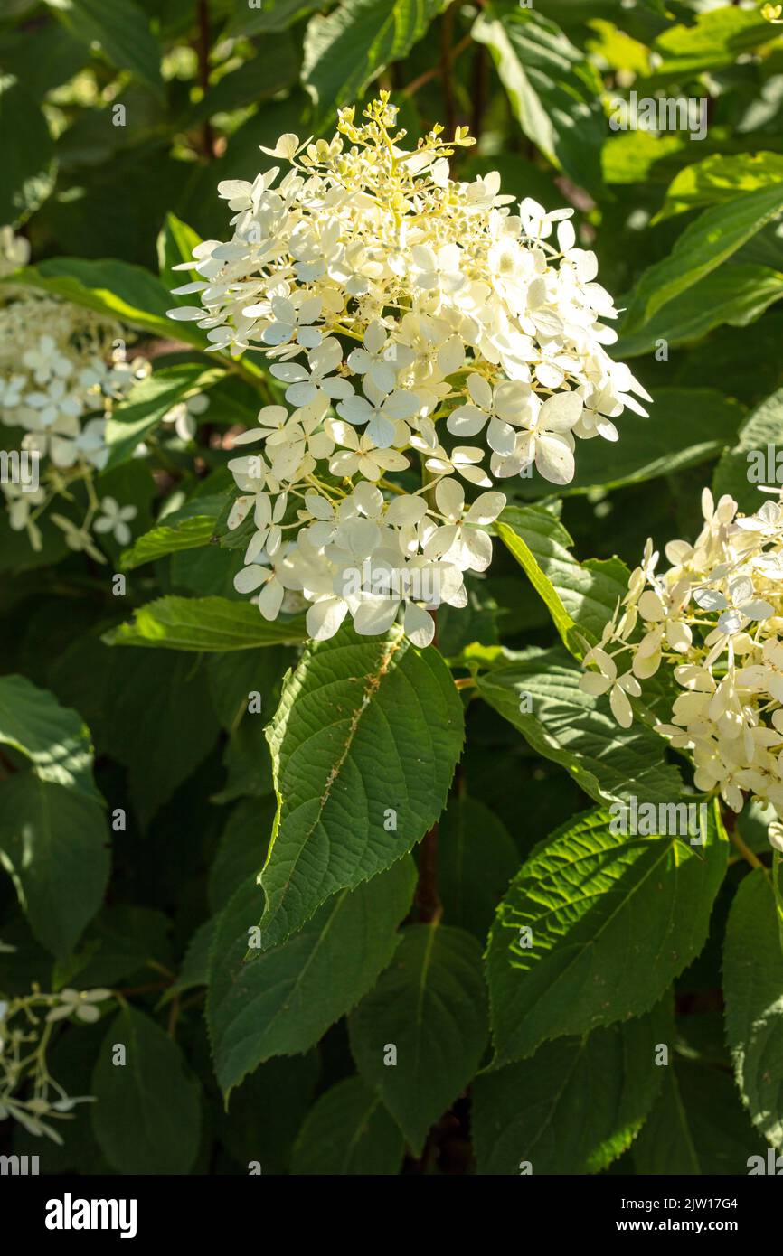 Hydrangea Paniculata ‘Phantom', natural closeup plant / flower