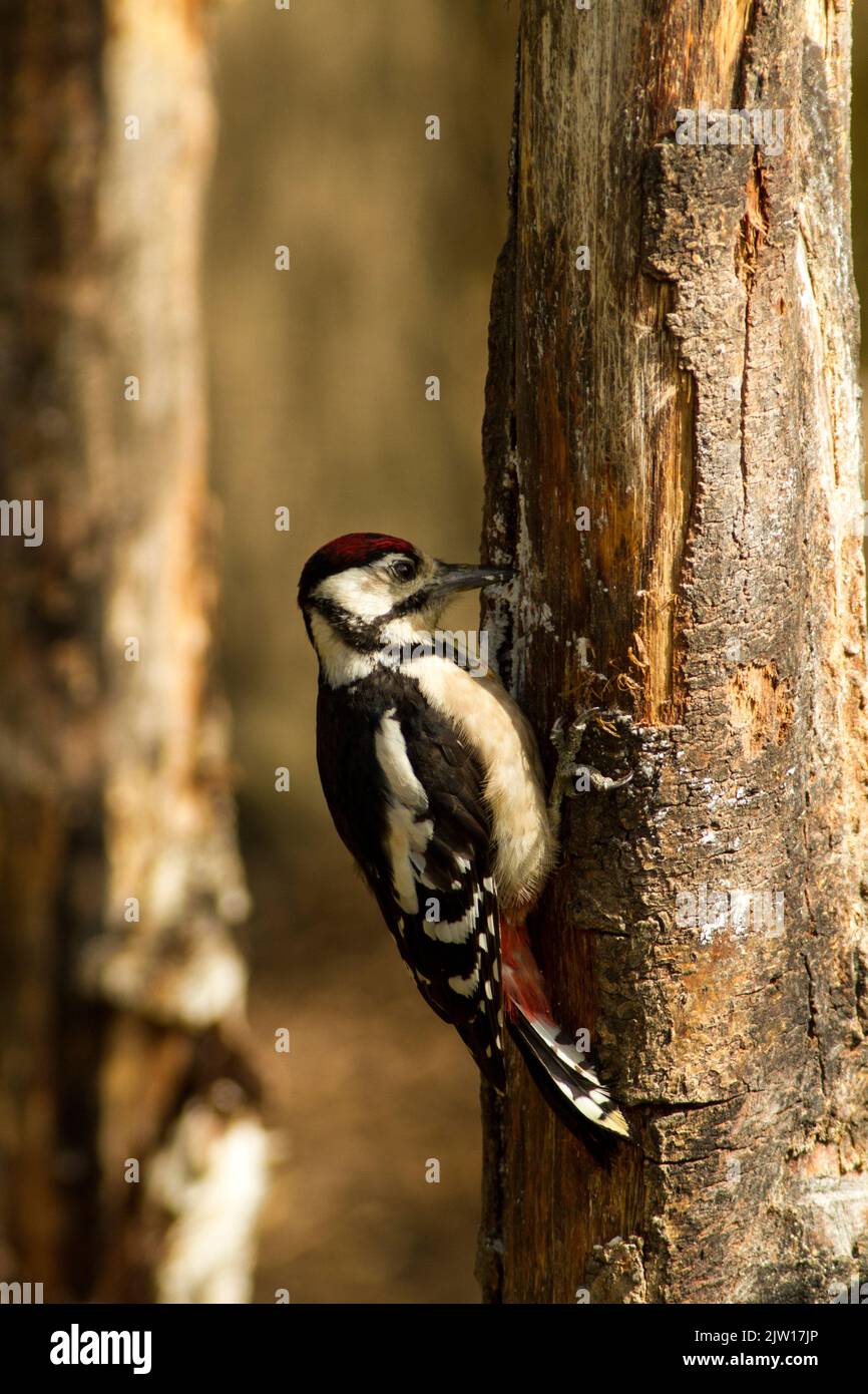 Great Spotted Woodpecker Stock Photo