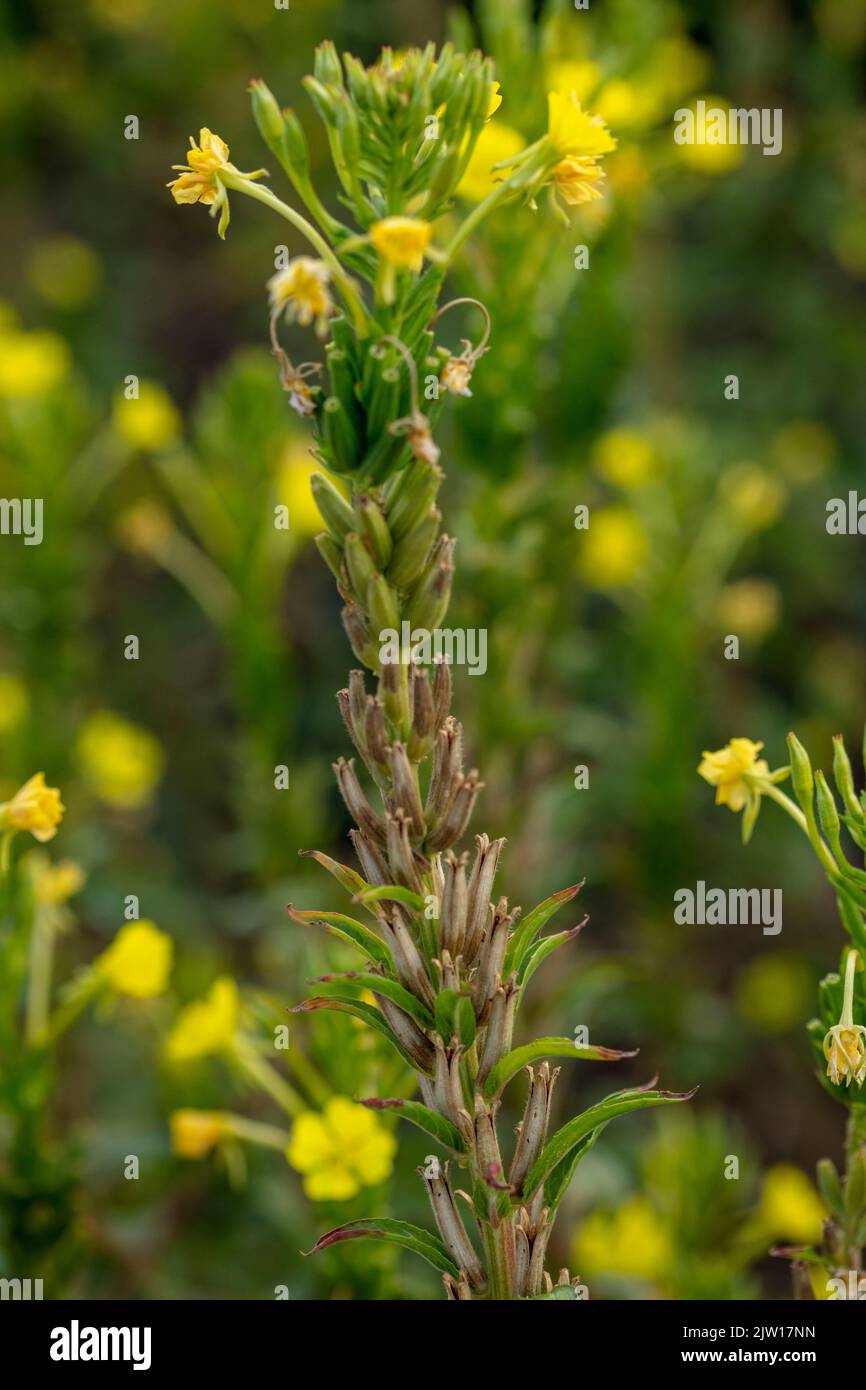 Glowing Primula vulgaris, common primrose. Natural close-up environmental flower portrait Stock Photo