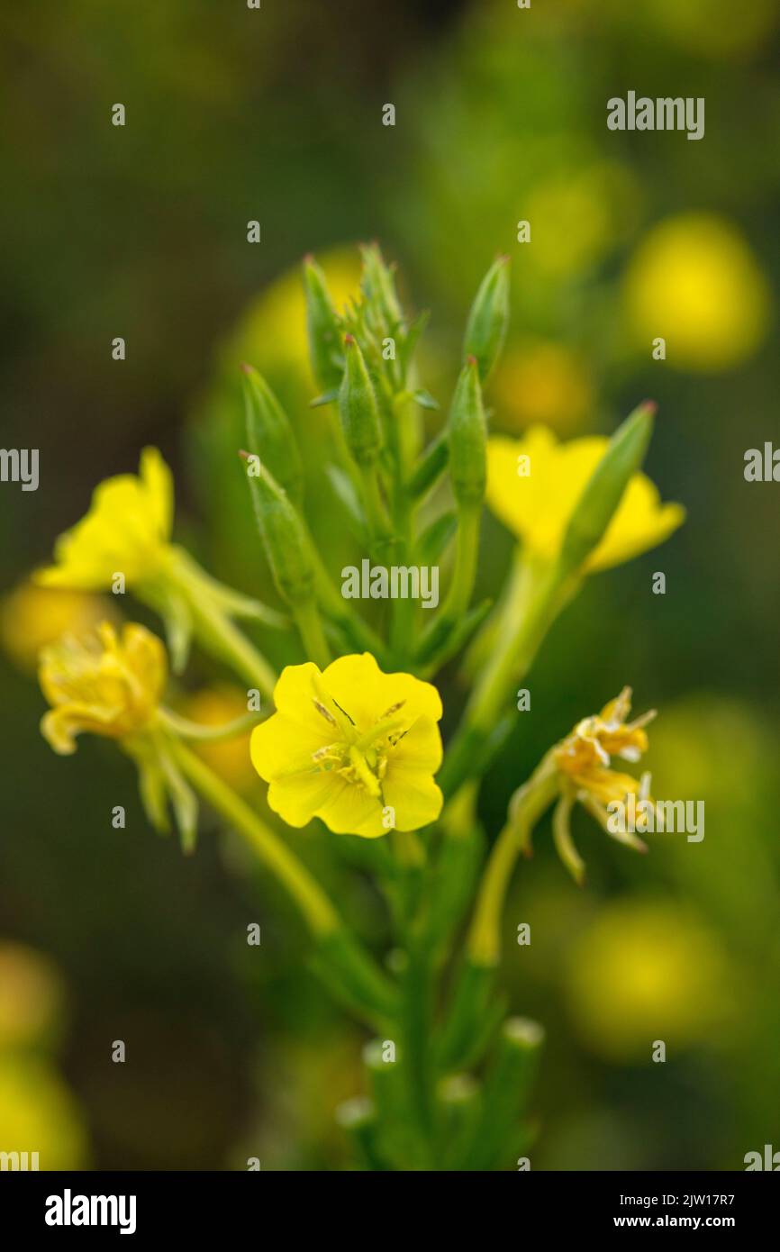 Glowing Primula vulgaris, common primrose. Natural close-up environmental flower portrait Stock Photo