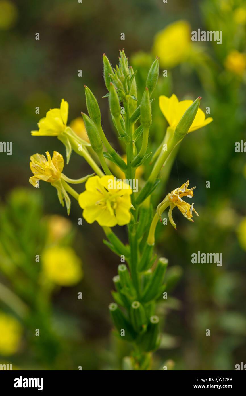 Glowing Primula vulgaris, common primrose. Natural close-up environmental flower portrait Stock Photo