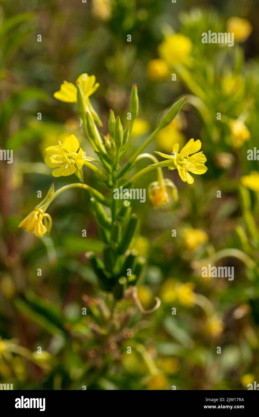 Glowing Primula vulgaris, common primrose. Natural close-up environmental flower portrait Stock Photo