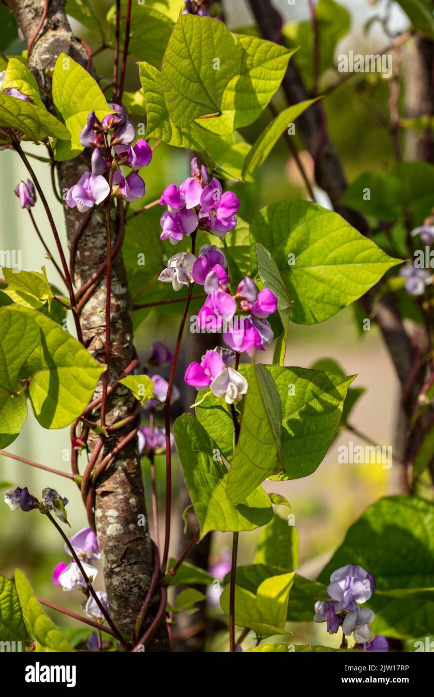 Close-up bean, flowers and beans of LabLab bean, Lablab purpureus Stock ...