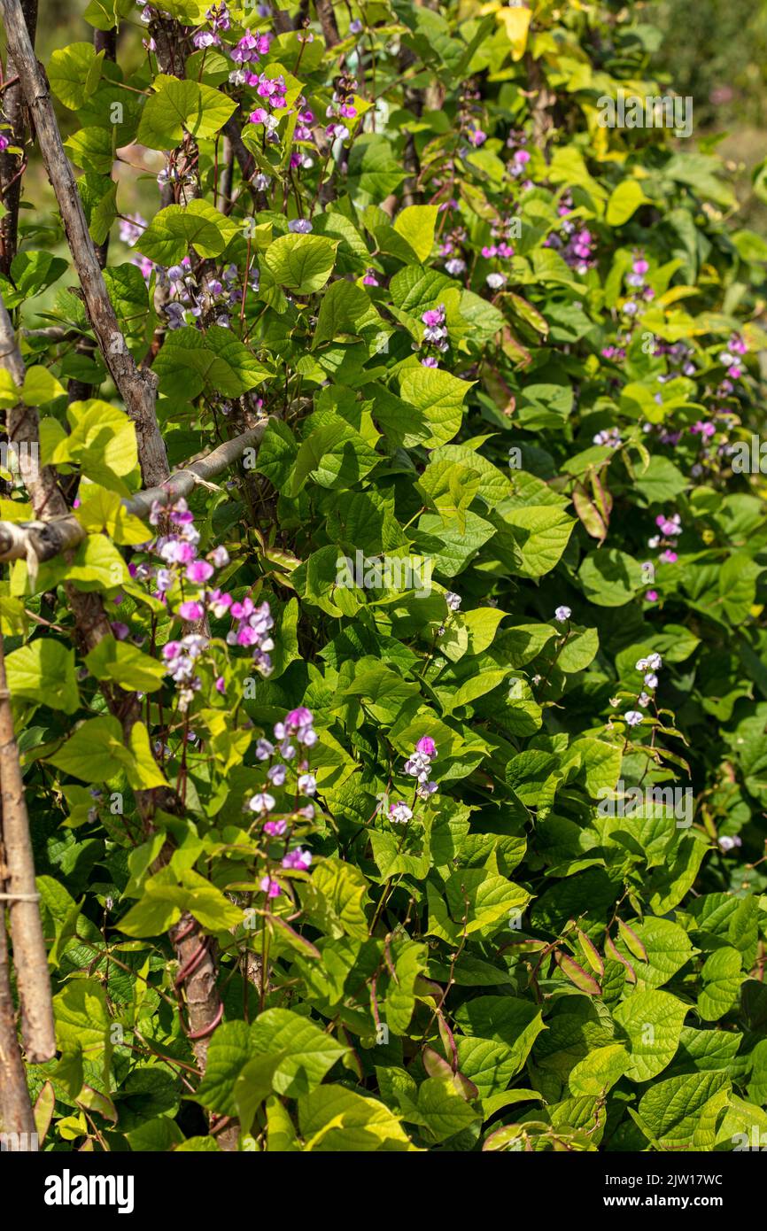 LabLab bean, Lablab purpureus, close up vegetable portrait Stock Photo ...