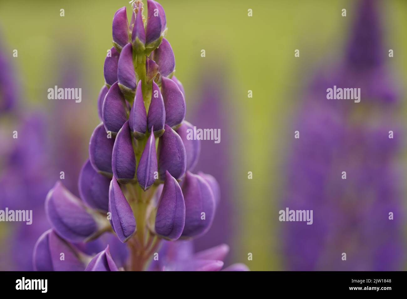 Lupin flowers in a field on Prince Edward Island, Canada Stock Photo