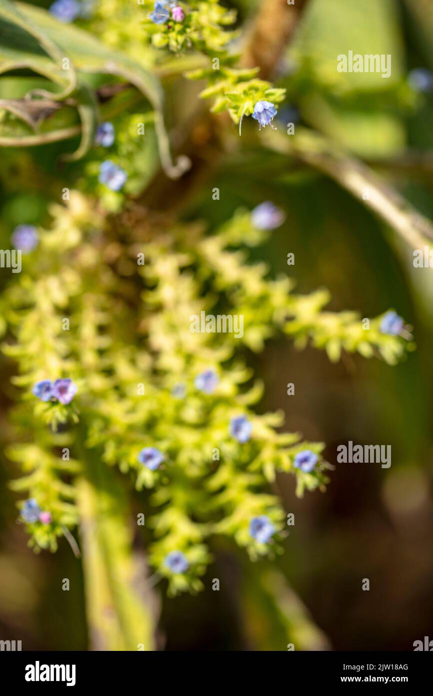 echium-pininana-seeds-hi-res-stock-photography-and-images-alamy
