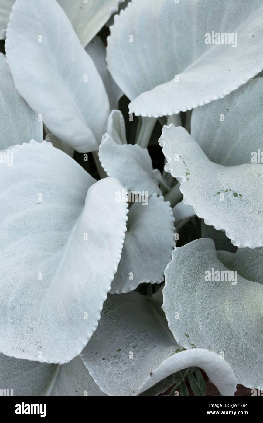 Calming Senecio candidans Angel Wings, Senecio candidans ‘Senaw’PBR ...