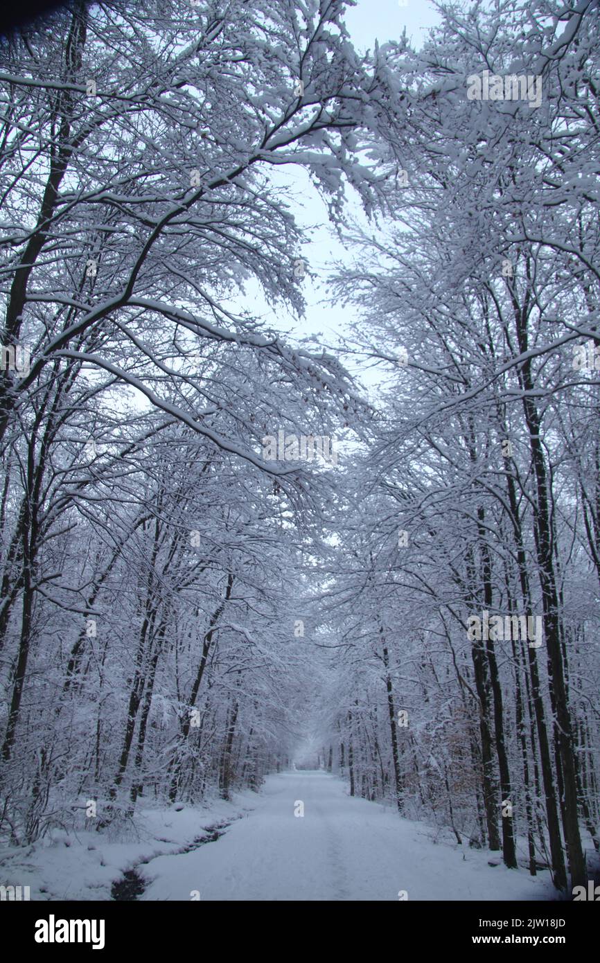 a Snowy road through a wintry forest Stock Photo