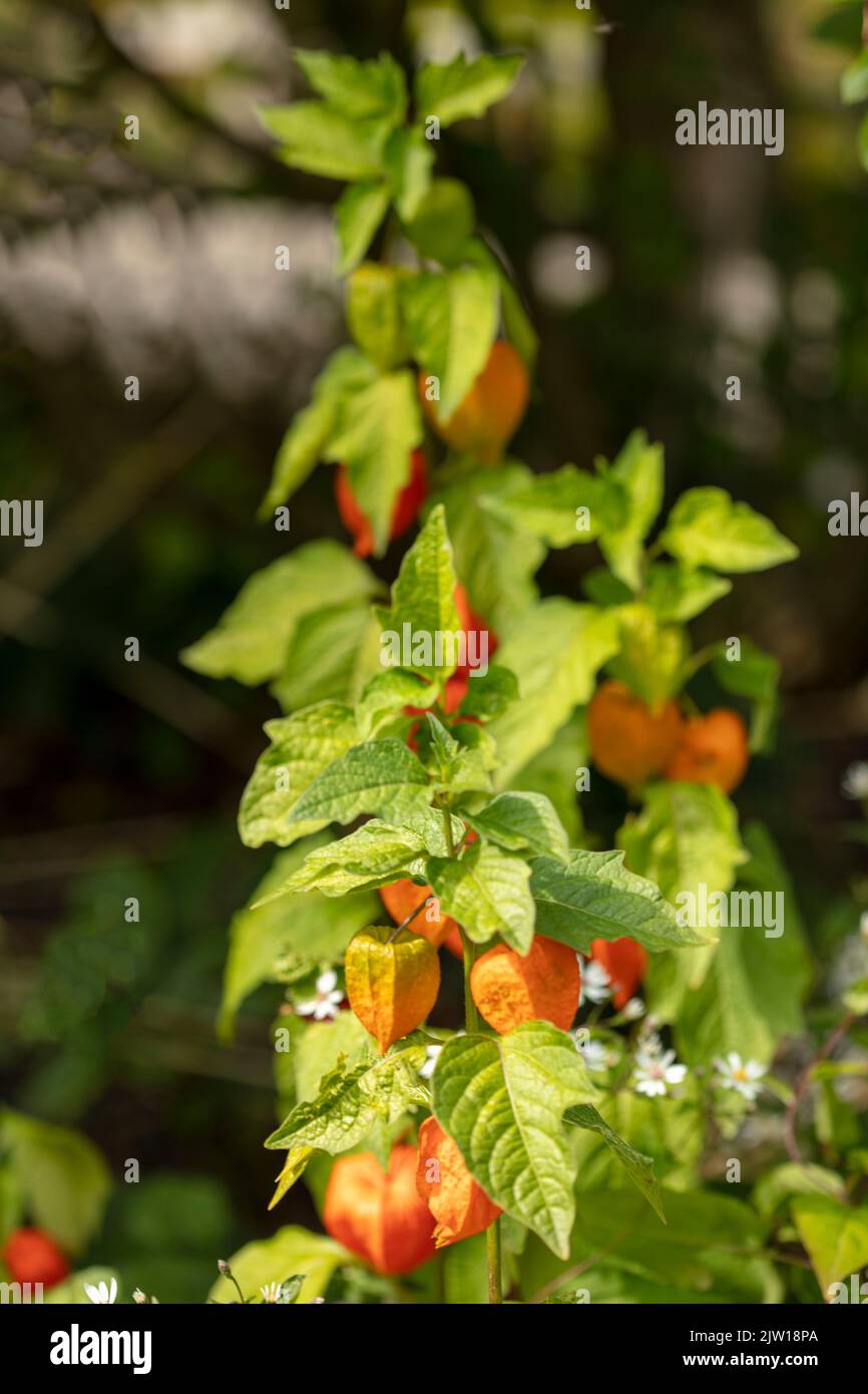 Close-up natural plant portrait of Physalis alkekengi var. franchetii, Physalis franchetii, Chinese lantern. Stock Photo