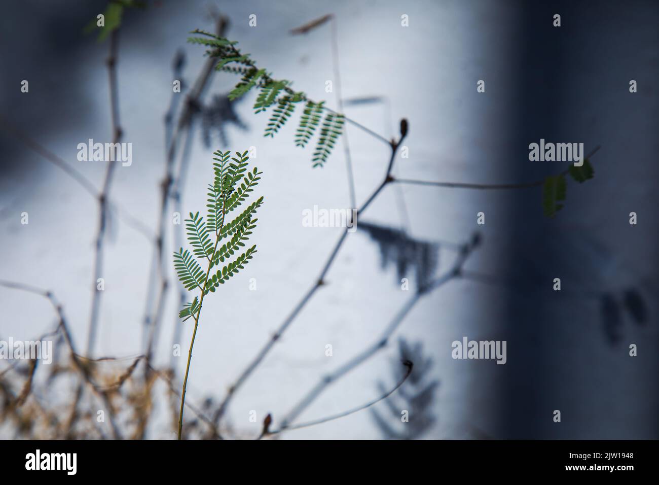 abstract, Acacia Concinna, albizia, arboretum, background, backgrounds, botanic, botany, branch, bunch, bush, Caesalpinia, Caesalpinia gilliesii, conc Stock Photo