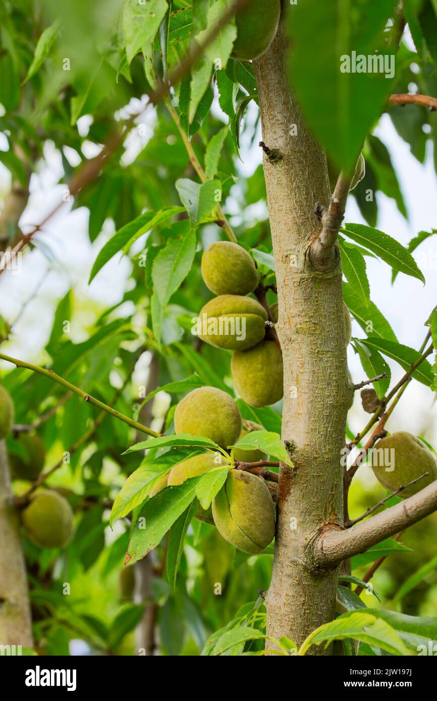 Prunus × persicoides ‘Ingrid’, hybrid almond ‘Ingrid’, Prunus dulcis ‘Ingrid’, Prunus × amygdalopersica ‘Ingrid', close up plant portrait Stock Photo