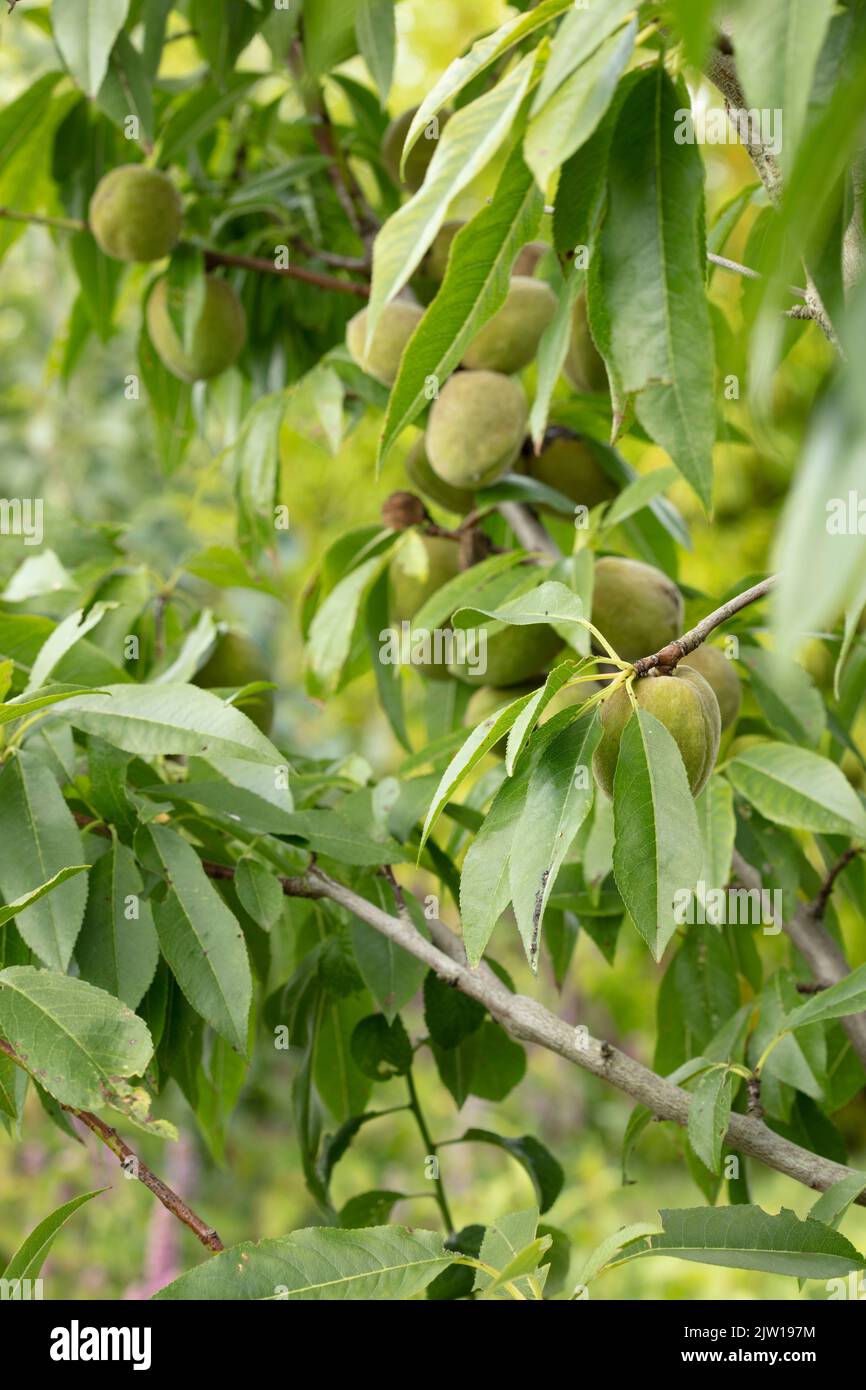 Prunus × persicoides ‘Ingrid’, hybrid almond ‘Ingrid’, Prunus dulcis ‘Ingrid’, Prunus × amygdalopersica ‘Ingrid', close up plant portrait Stock Photo