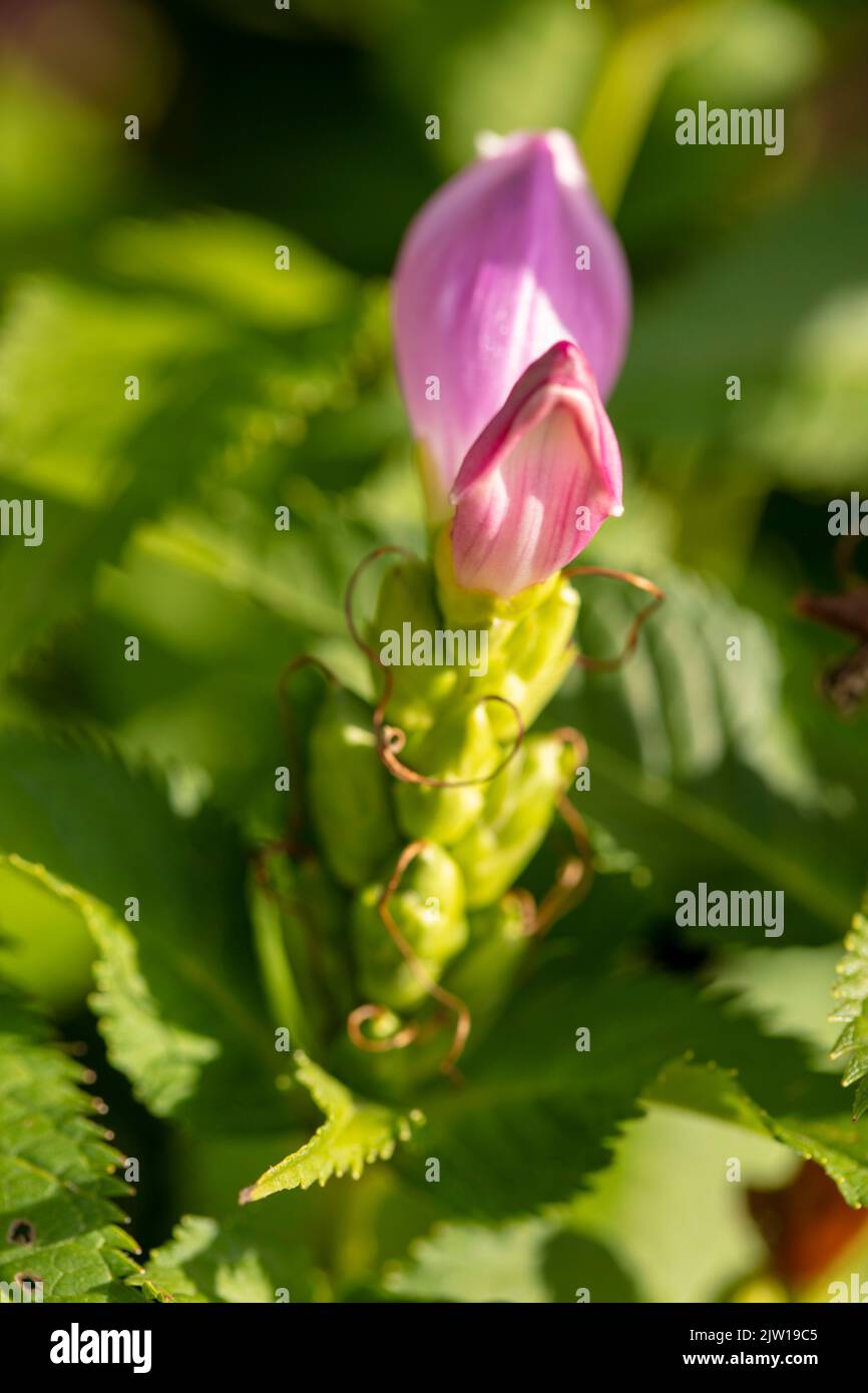 Red Turtlehead Chelone obliqua, pink turtlehead, red turtlehead, rose turtlehead ...