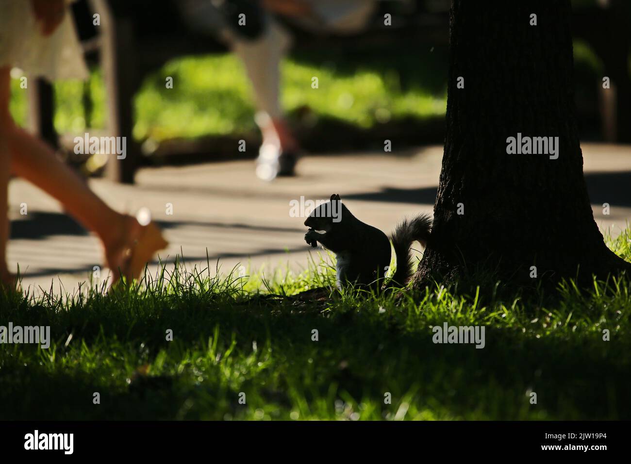 Squirrel in silhouette at a city park Stock Photo