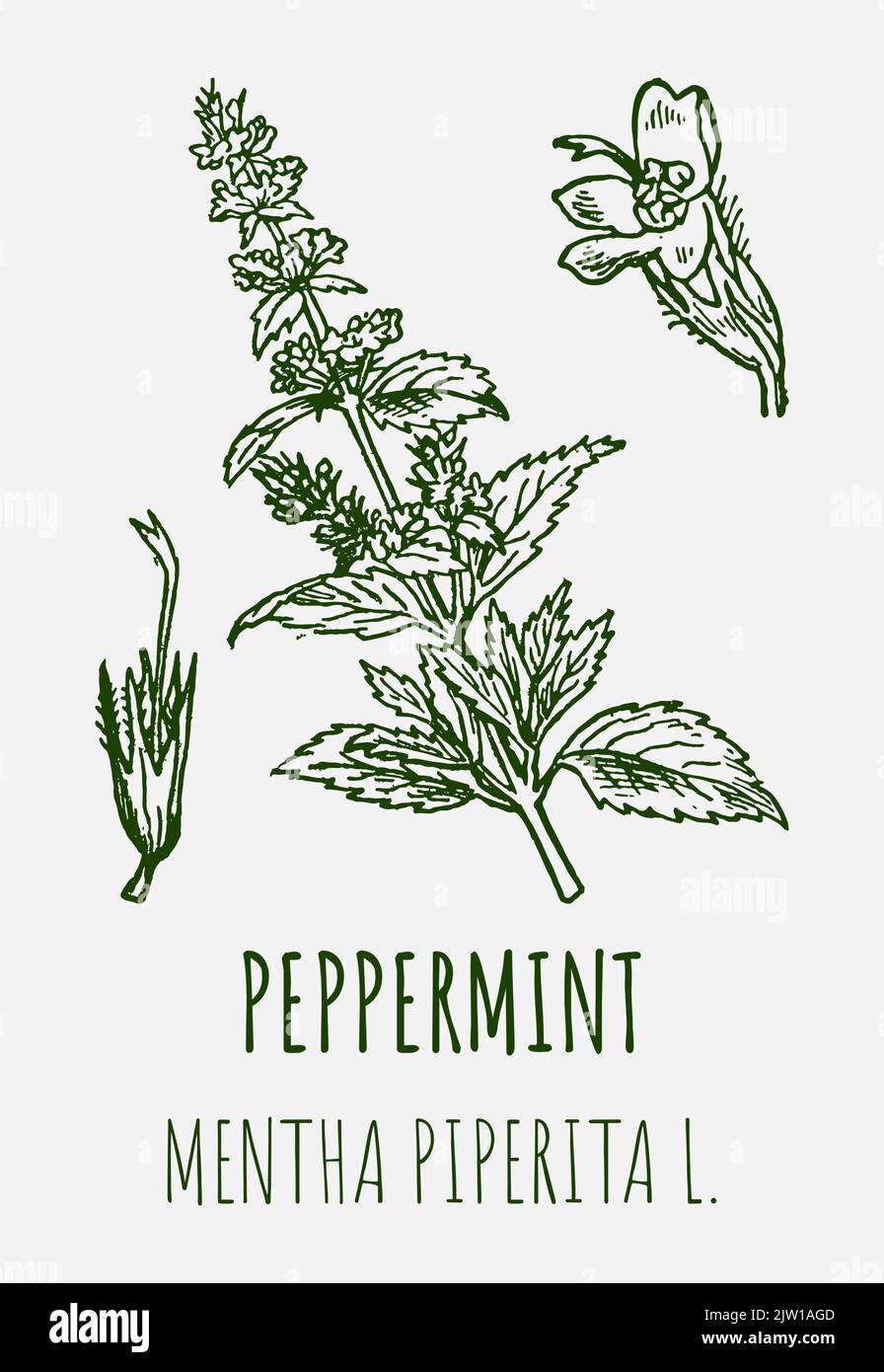 Vector drawings of peppermint. Hand drawn illustration. Latin name MENTHA PIPERITA L Stock