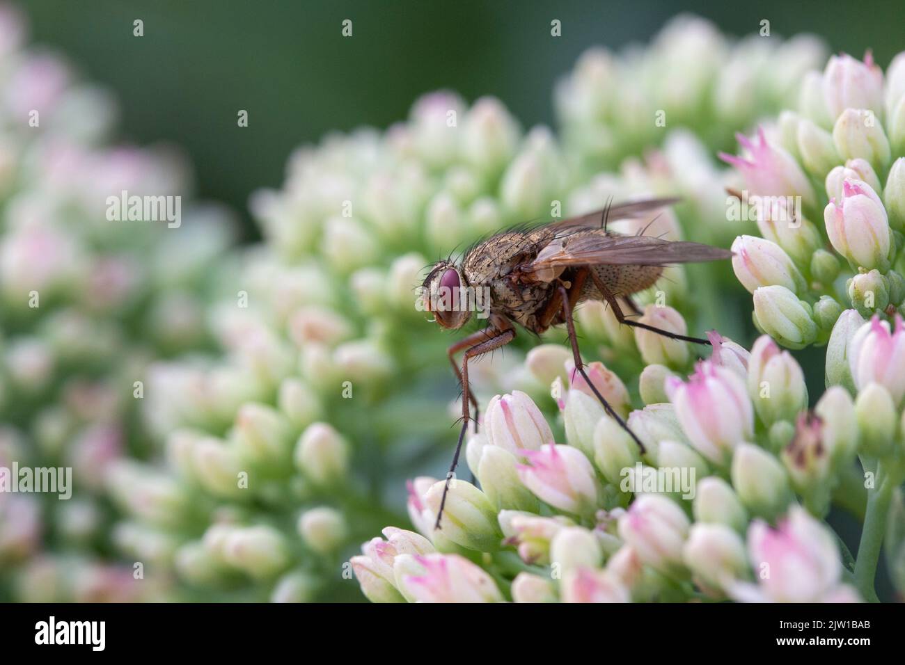 Long-legged fly on Hylotelephium 'Herbstfreude' (Pink Sedum) Stock Photo