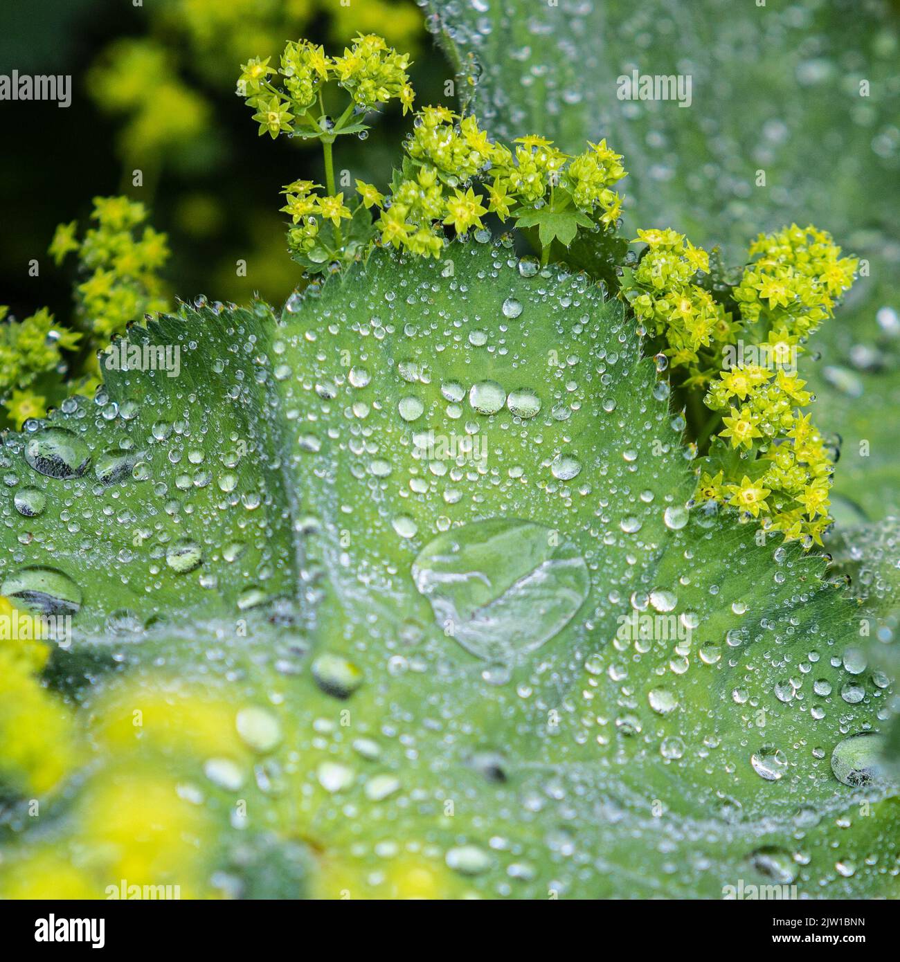 The rain drops on a Lady's Mantle leaf Stock Photo