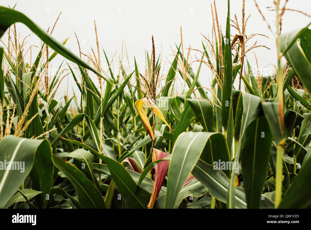 maize in a maize field on a cloudy day Stock Photo