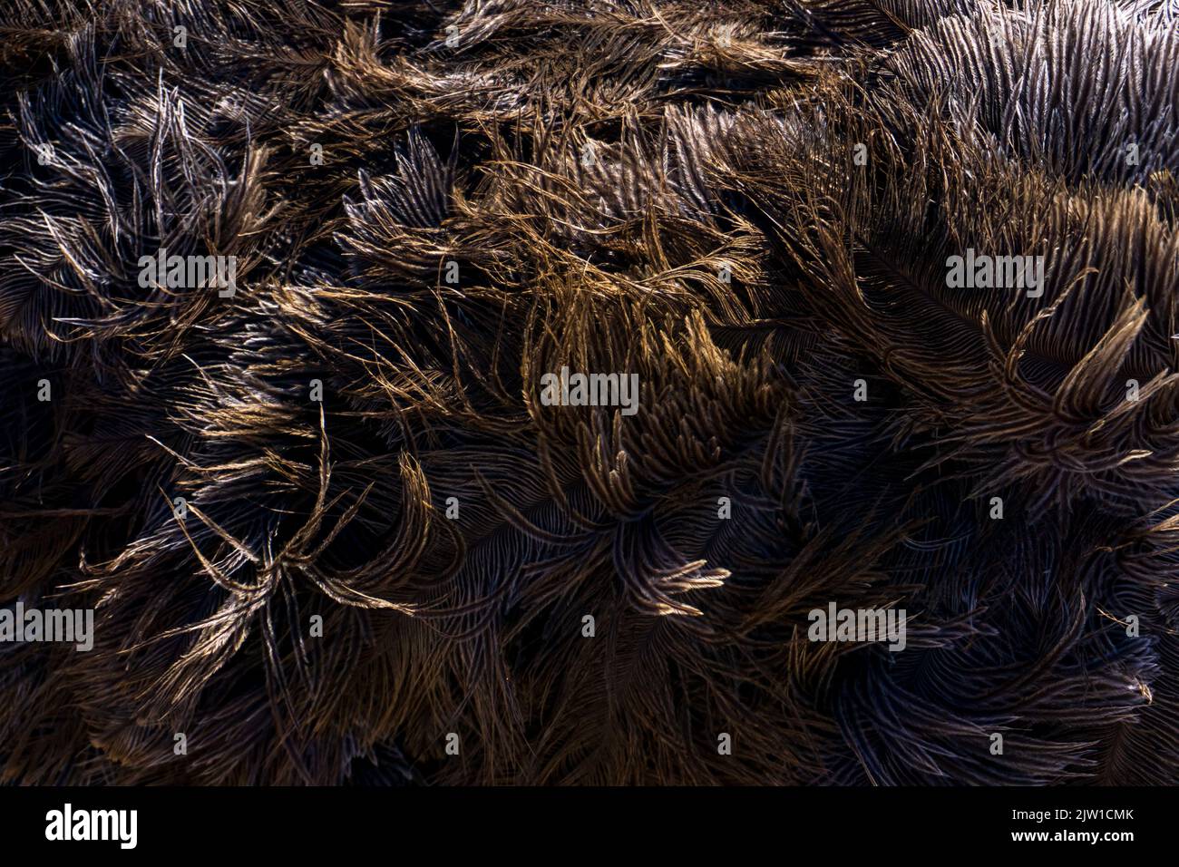 Brown ostrich feathers and down Stock Photo