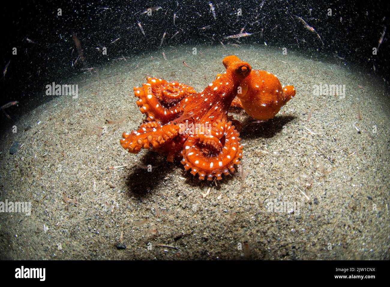 octopus hunting on the sand at night with shrimps Stock Photo