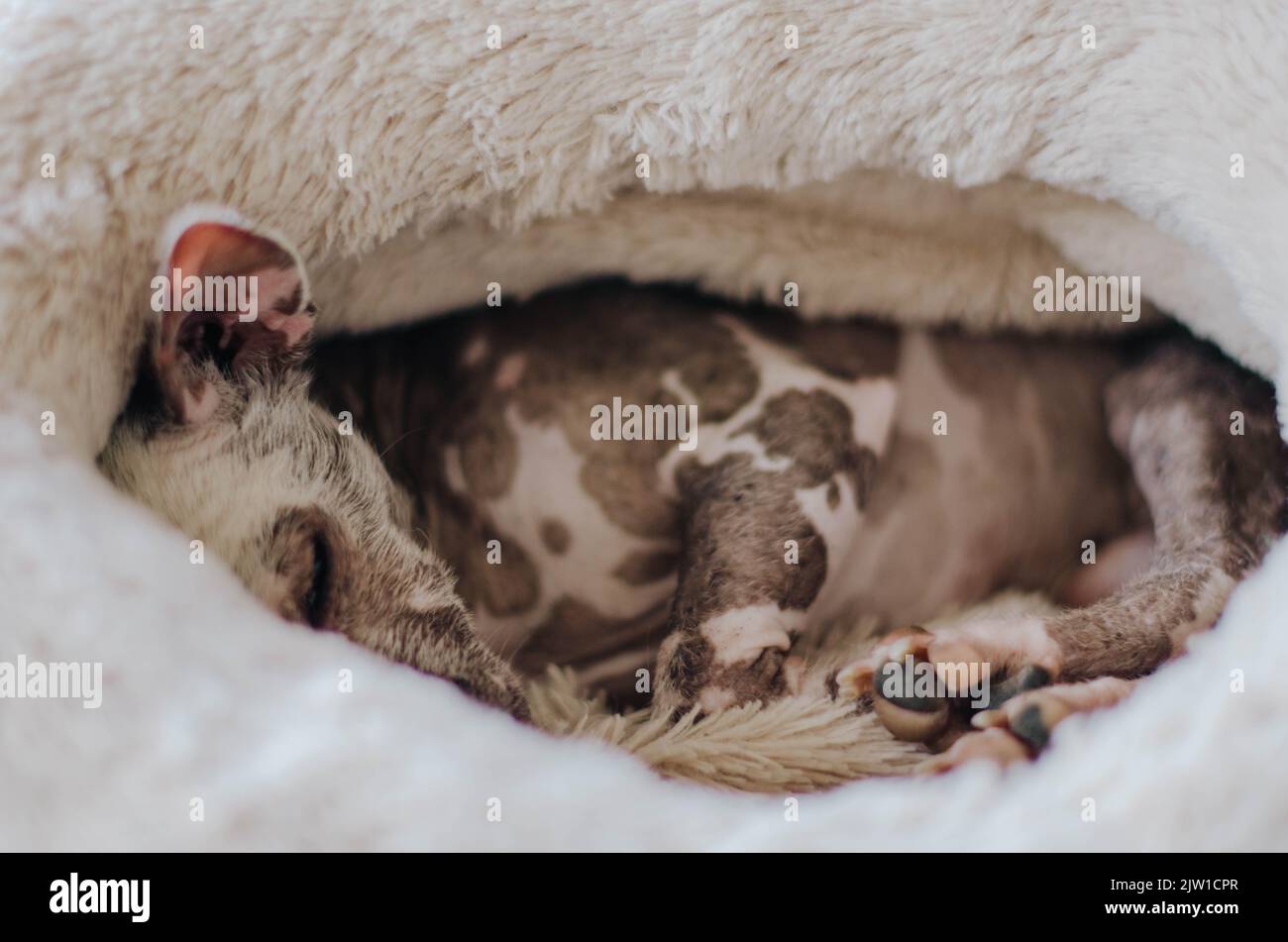 Chinese crested hairless sleeping inside a nest Stock Photo