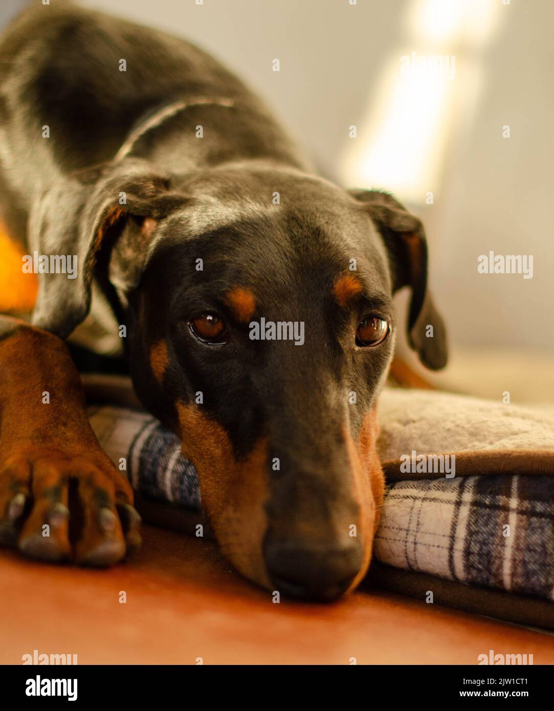 Black doberman lying on a bed Stock Photo Alamy