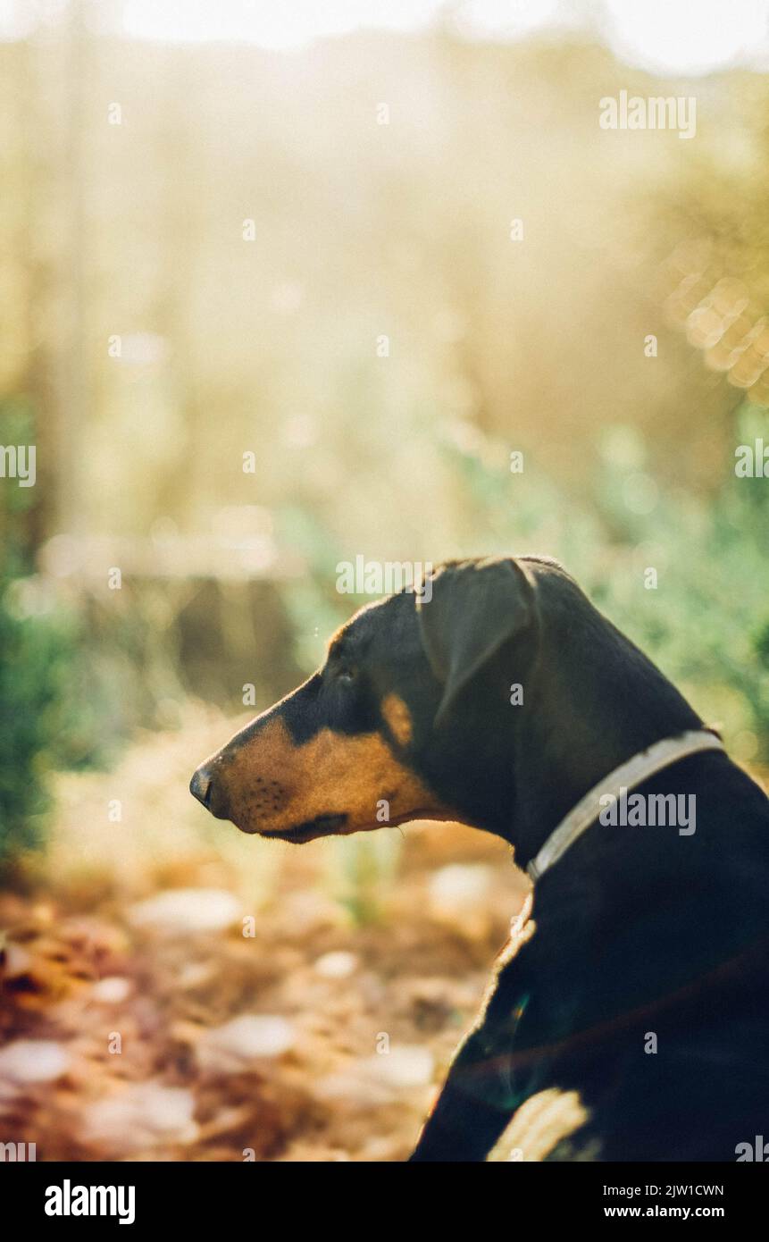 Black doberman from behind in a garden with warm sunlight Stock Photo