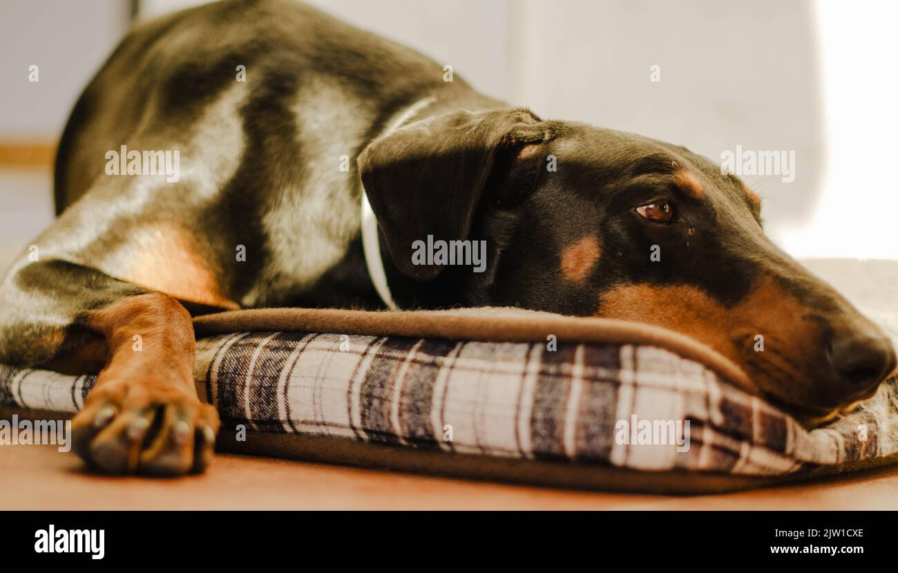 Black doberman lying on a bed Stock Photo Alamy