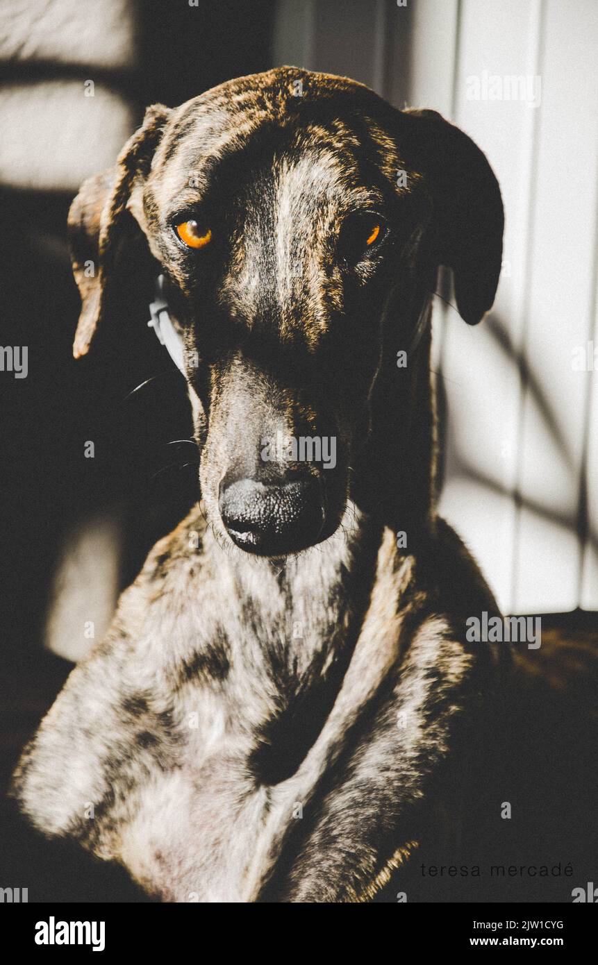 Brindle greyhound with brown eyes and shadows in his body Stock Photo
