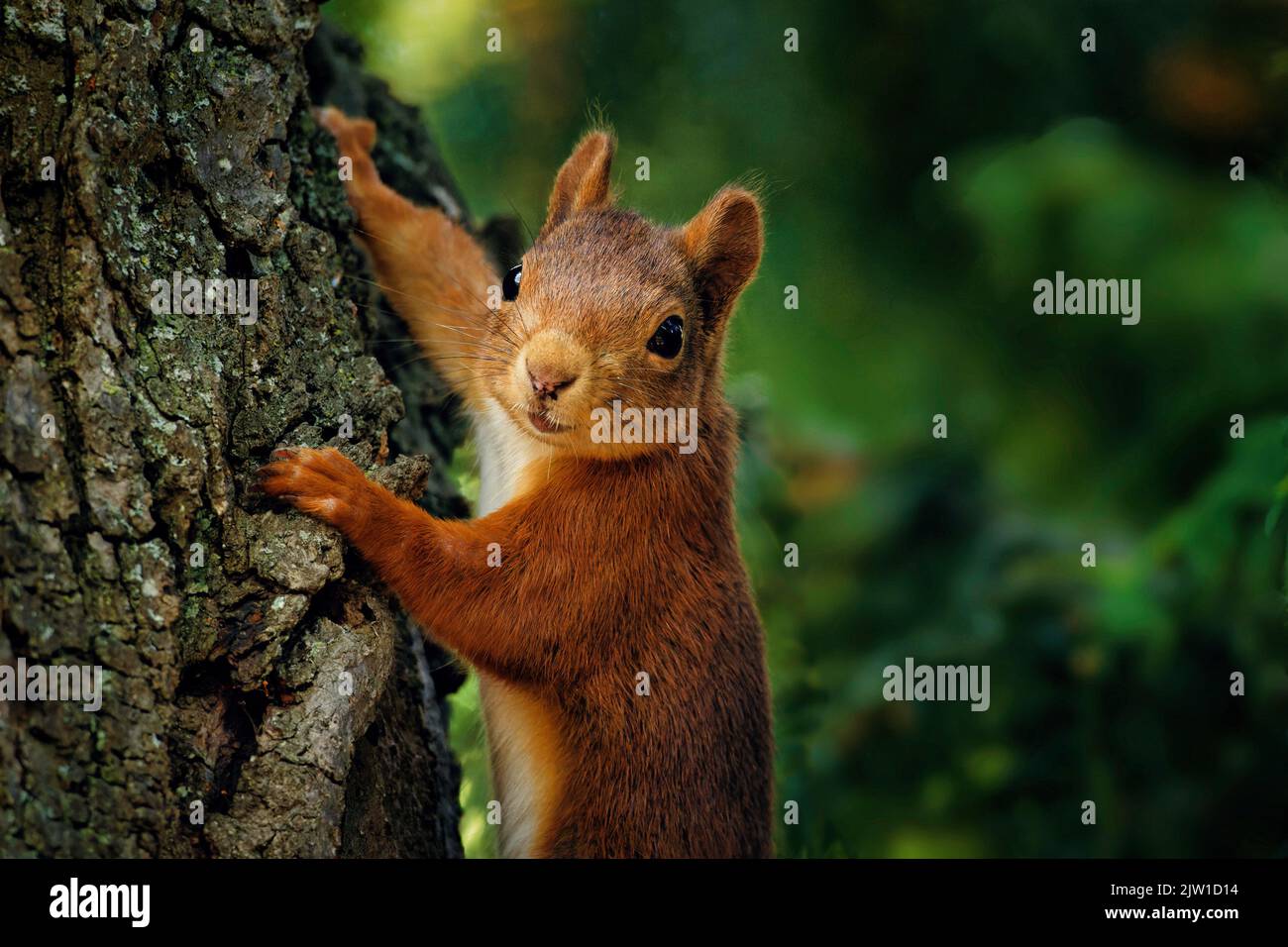 squirrel on a tree trunk looks happily and pleased into the camera Stock Photo