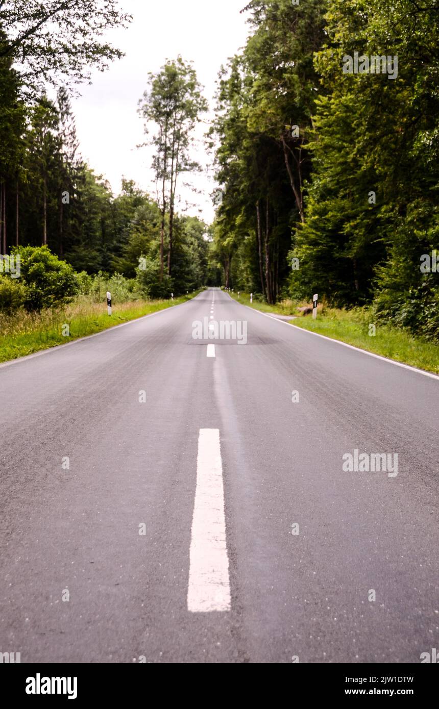 A vertical shot of an empty road surrounded by tall green trees - great ...