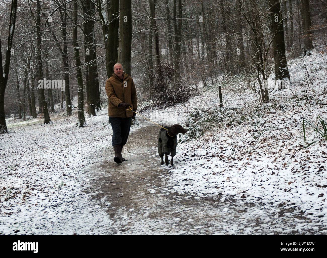 A DOG WALKER IN THE SNOW AT QUEEN ELIZABETH COUNTRY PARK NEAR