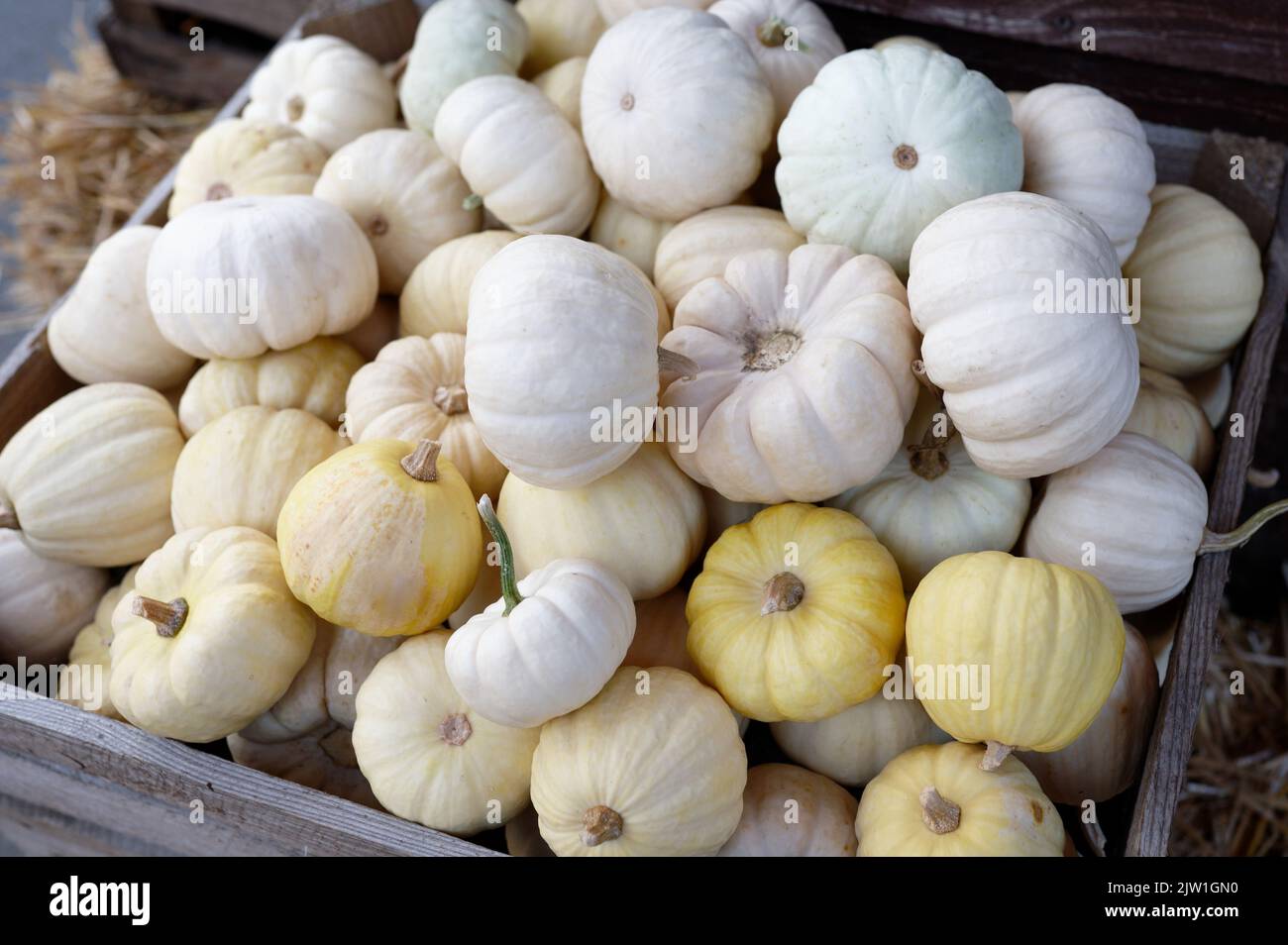 a wooden box full of small pastel pumpkins Stock Photo